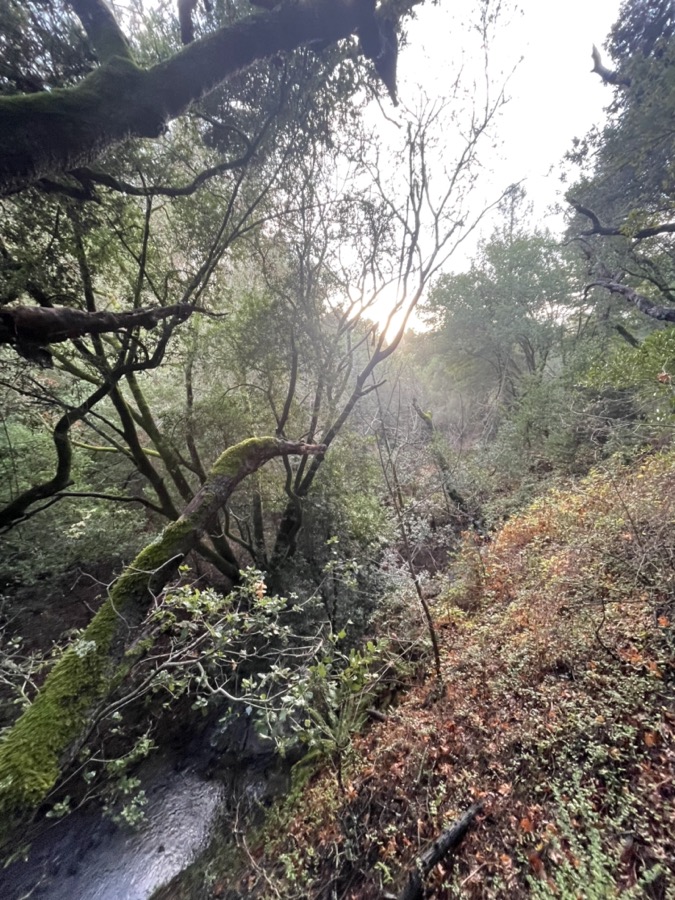 Foggy forested canyon